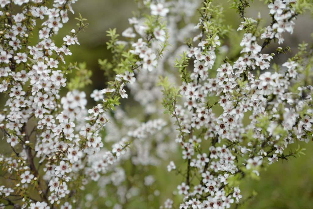 entdecken sie die einzigartigen gesundheitlichen vorteile von manuka-honig, einem hochwertigen, natürlichen heilmittel aus neuseeland mit antibakteriellen eigenschaften.